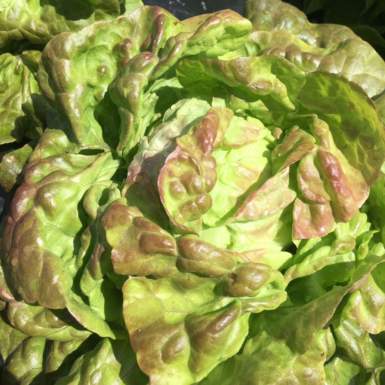 Gros plan d'une délicieuse Laitue Pommée Pirat aux accents de rouge vibrant dans un jardin, de la marque Tourne-Sol.