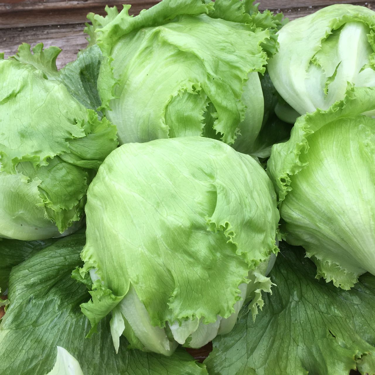 Un bouquet de Tourne-Sol Laitue Iceberg Crispino têtes dans un panier.