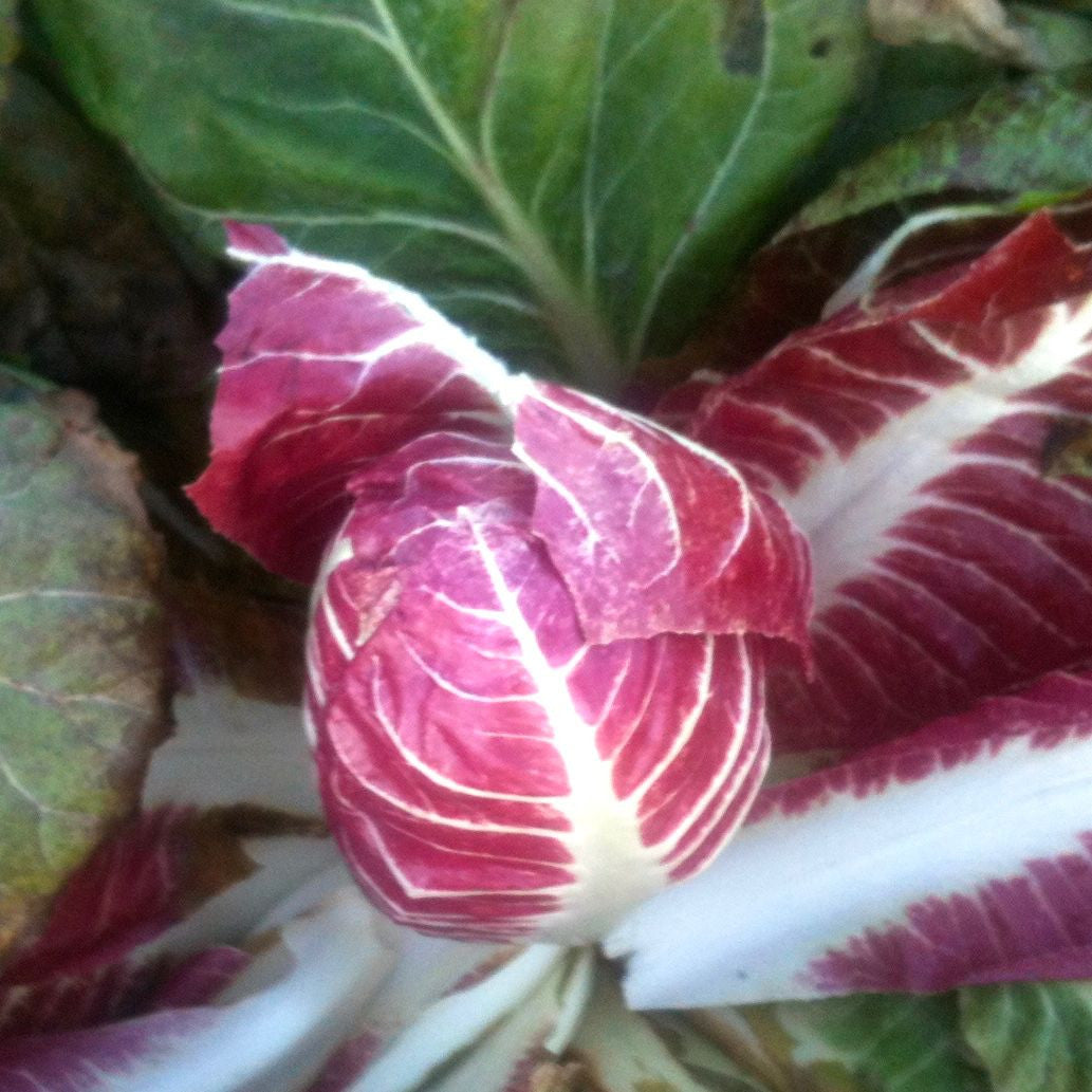 Un gros plan d&#39;un Radicchio Early Treviso de Tourne-Sol aux feuilles rouges vibrantes.