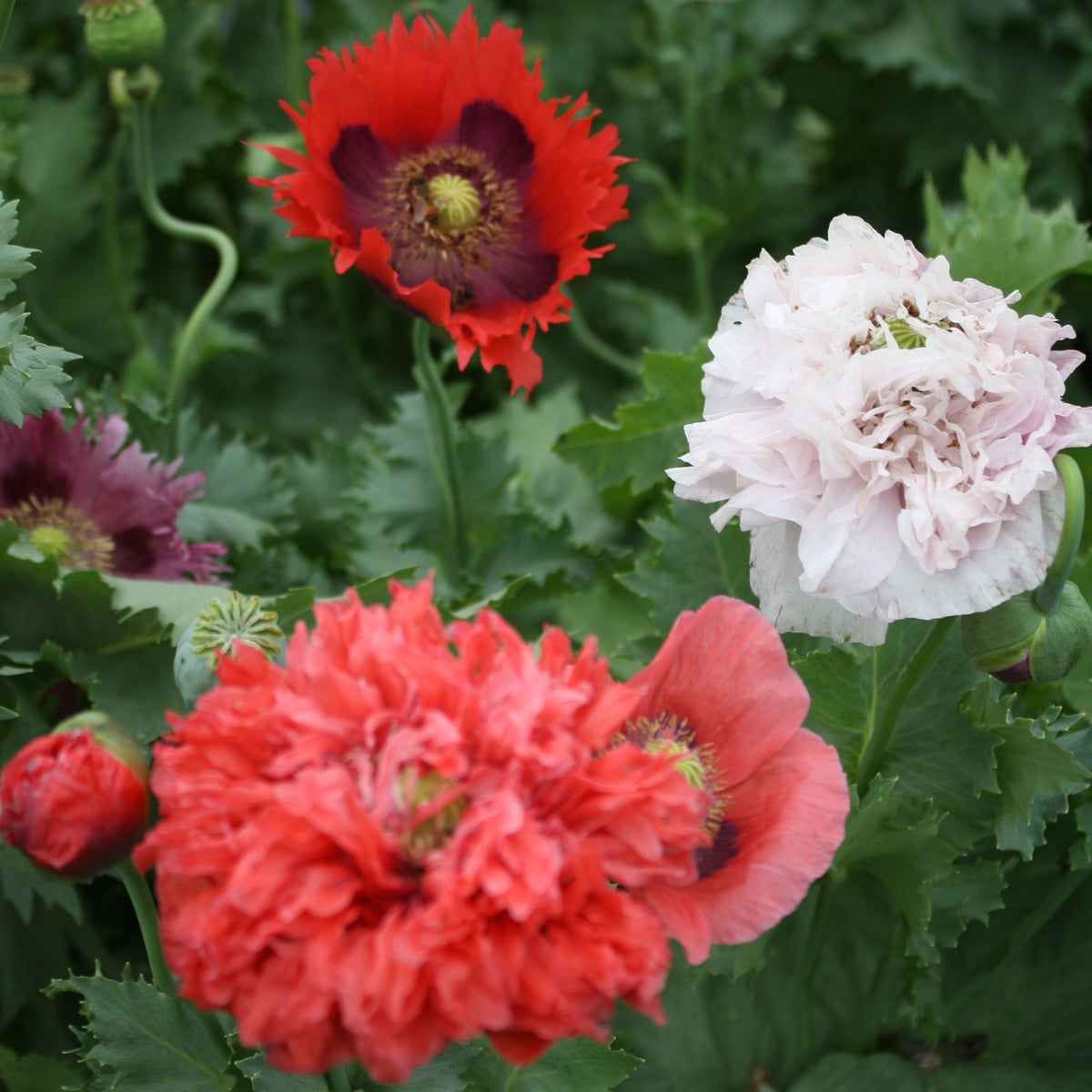 Un groupe de fleurs Pavots Mélangés rouges et blancs dans un jardin entouré de pétales blanches. Marque : Tourne-Sol.