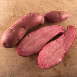 Amarosa - seed potato / pomme de terre semence