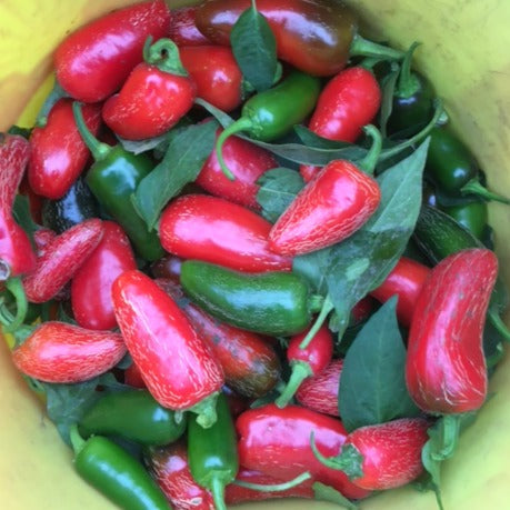 Piment Fort Early Jalapeño – Tourne-Sol