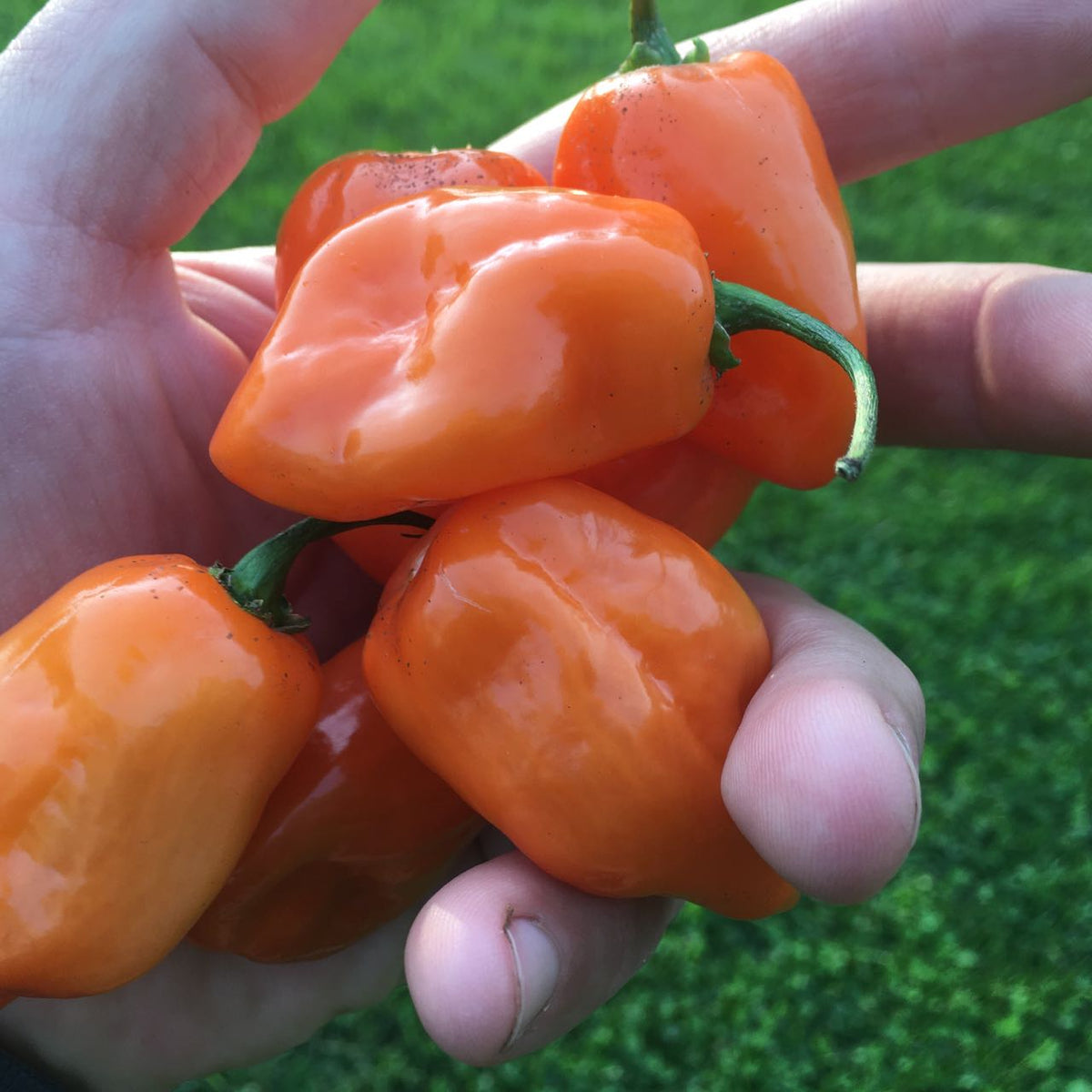 Une personne tenant un bouquet de piments Tourne-Sol Piment Fort Habanero Orange.