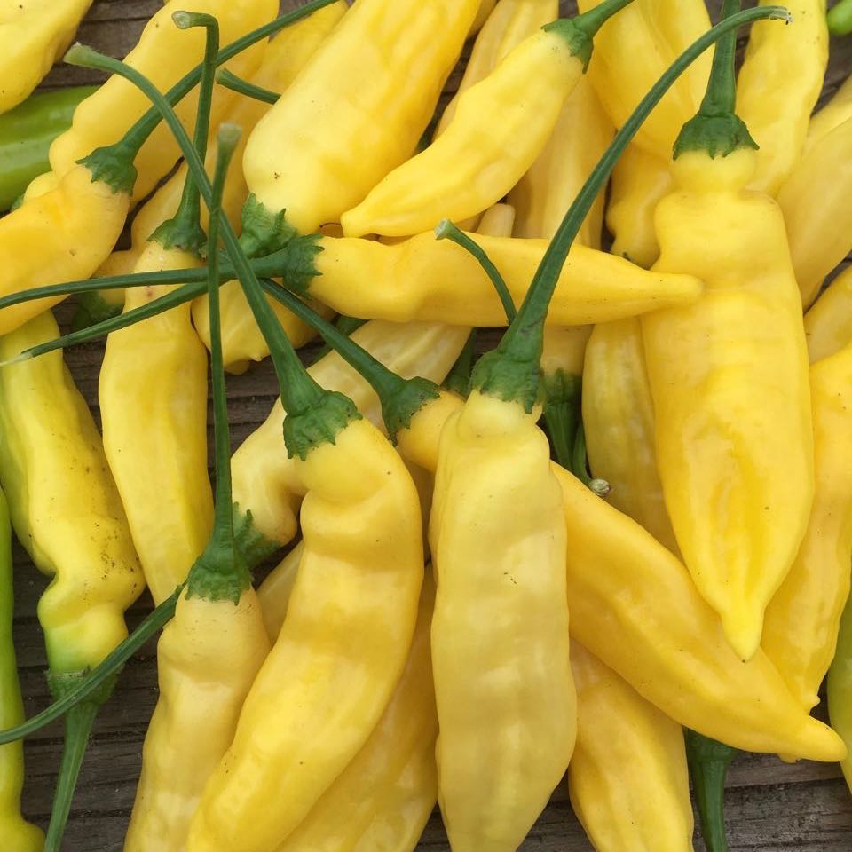 Un bouquet de piments jaunes Piment Fort Lemon Drop sur une table en bois au goût d&#39;agrumes.