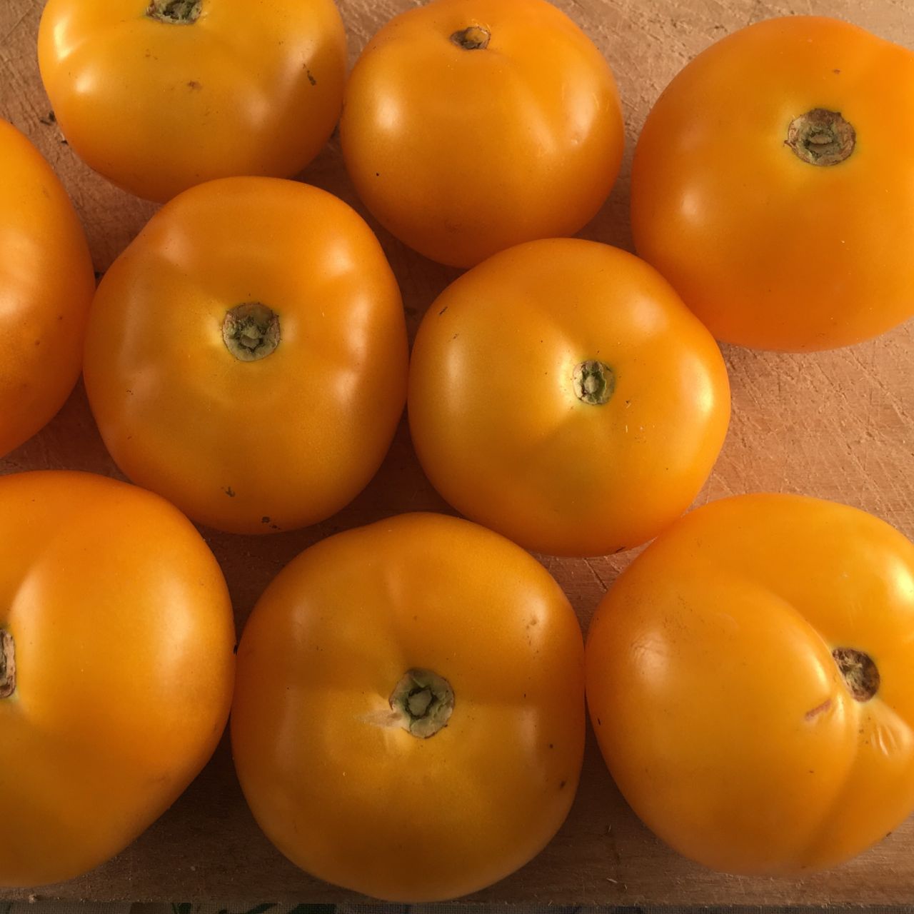 Groupe de tomates jaunes Tomate Jaune Golden Bison d'A.F. Yeager sur planche de bois dans le Dakota du Nord par Tourne-Sol.