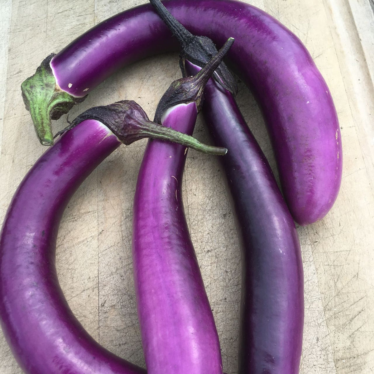 Trois Aubergines Ping Tung Lon productives de Tourne-Sol posées sur une table en bois.