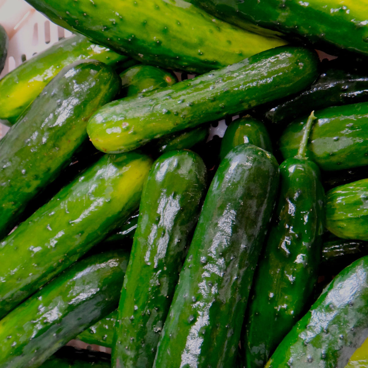 Une variété de concombres verts frais Tourne-Sol d&#39;une ferme, soigneusement disposée dans un panier.