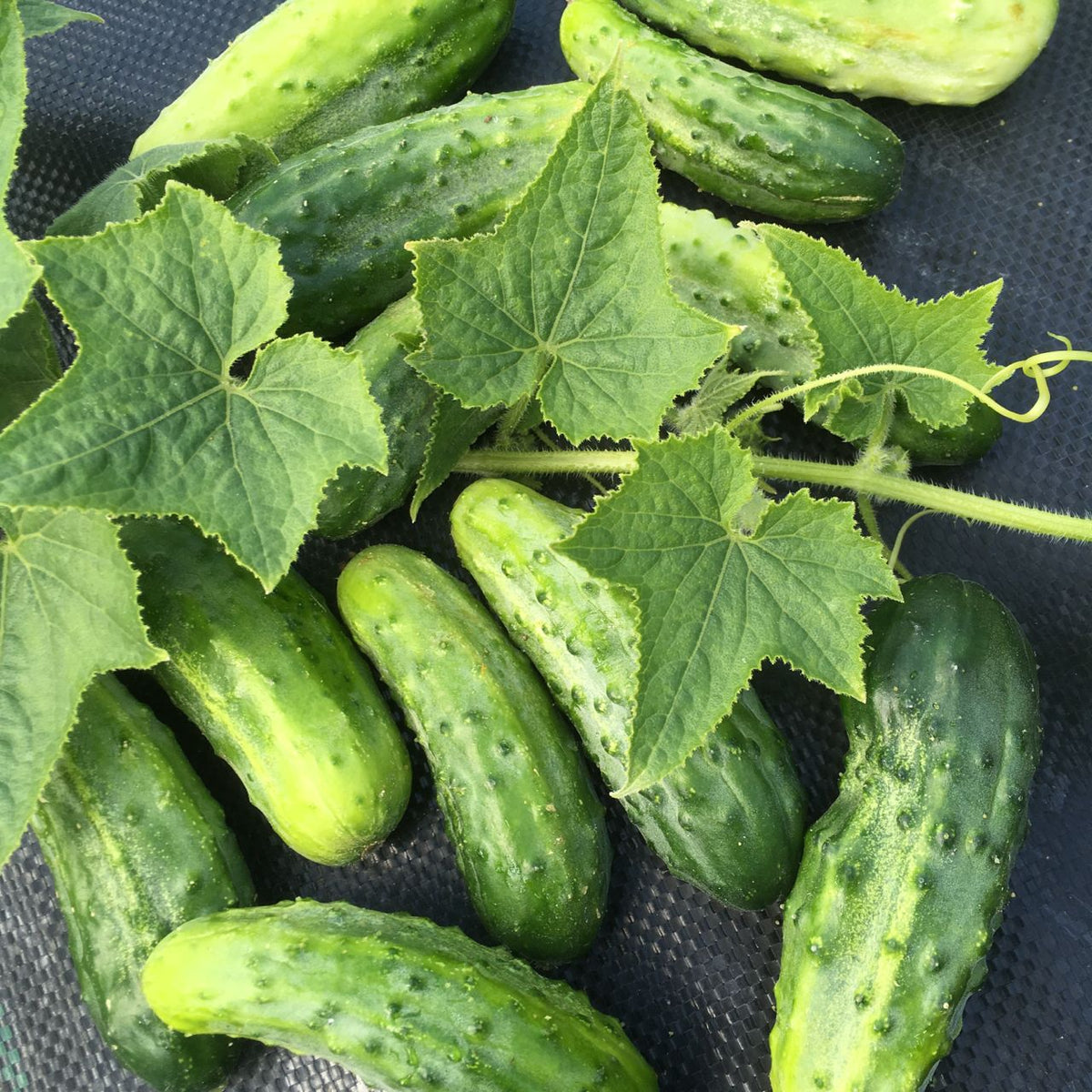 Cornichon H-19 Petite Feuille de Tourne-Sol avec feuilles.