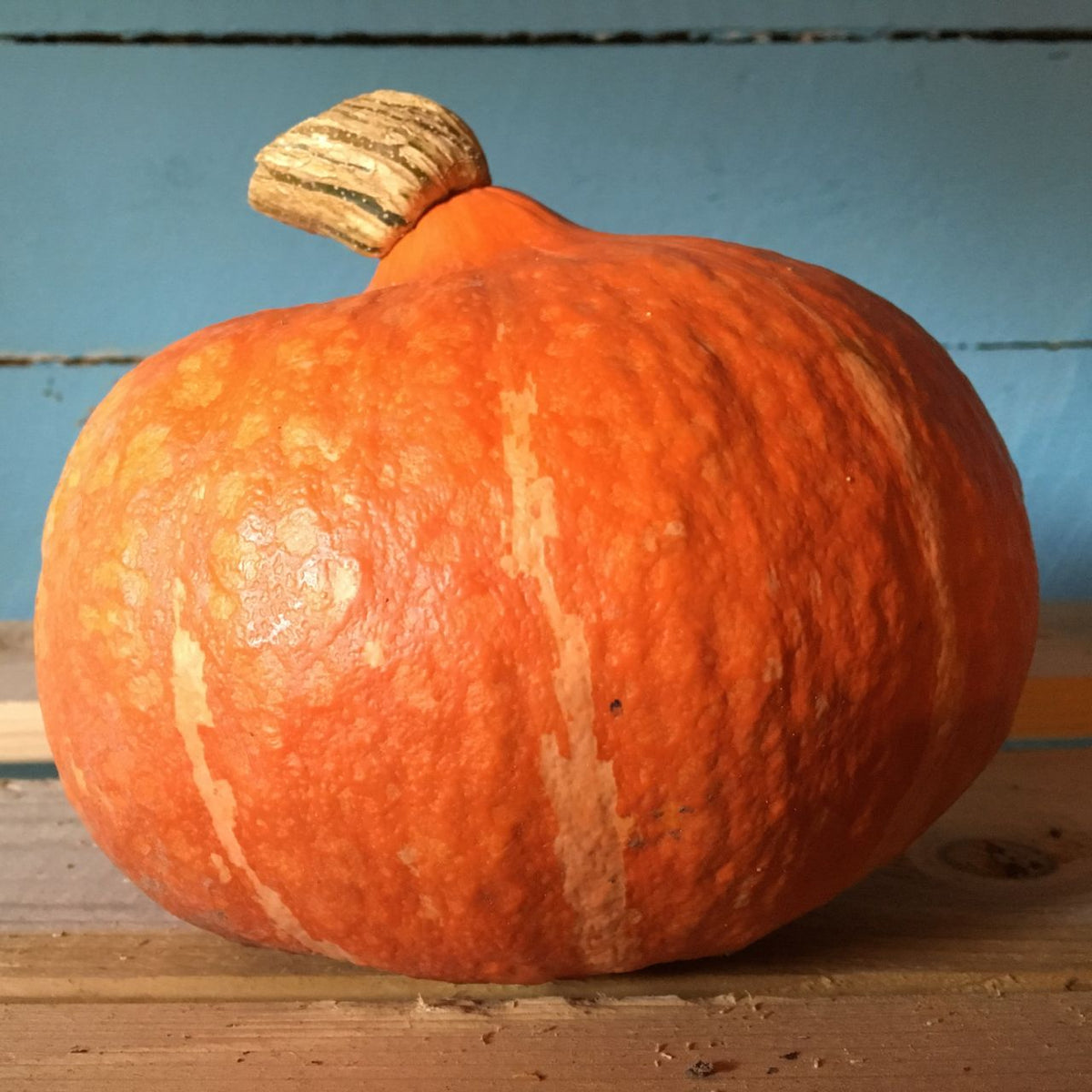 Une grande courge Courge Red Kuri orange assise sur une table en bois. (Marque : Tourne-Sol)