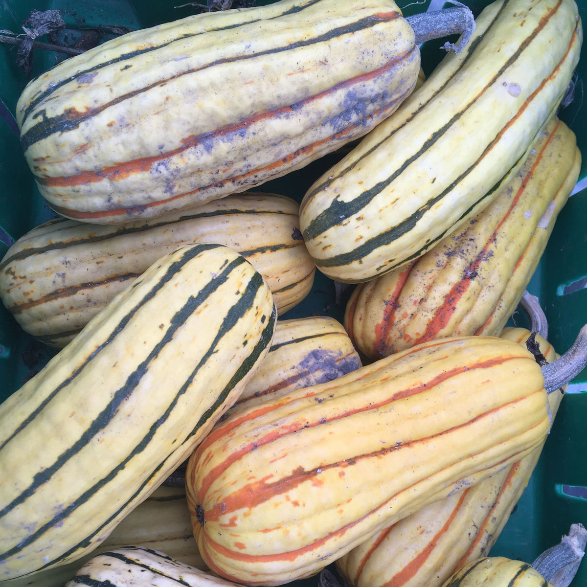 Un panier rempli de différentes variétés de courges, dont la Courge Delicata Zeppelin de Tourne-Sol et certaines à la peau crémeuse et aux rayures vert foncé.