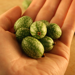 La main d'une personne tenant un bouquet de fruits verts, dont une miniature de concombre et de Melon Souris. (Marque : Tourne-Sol)