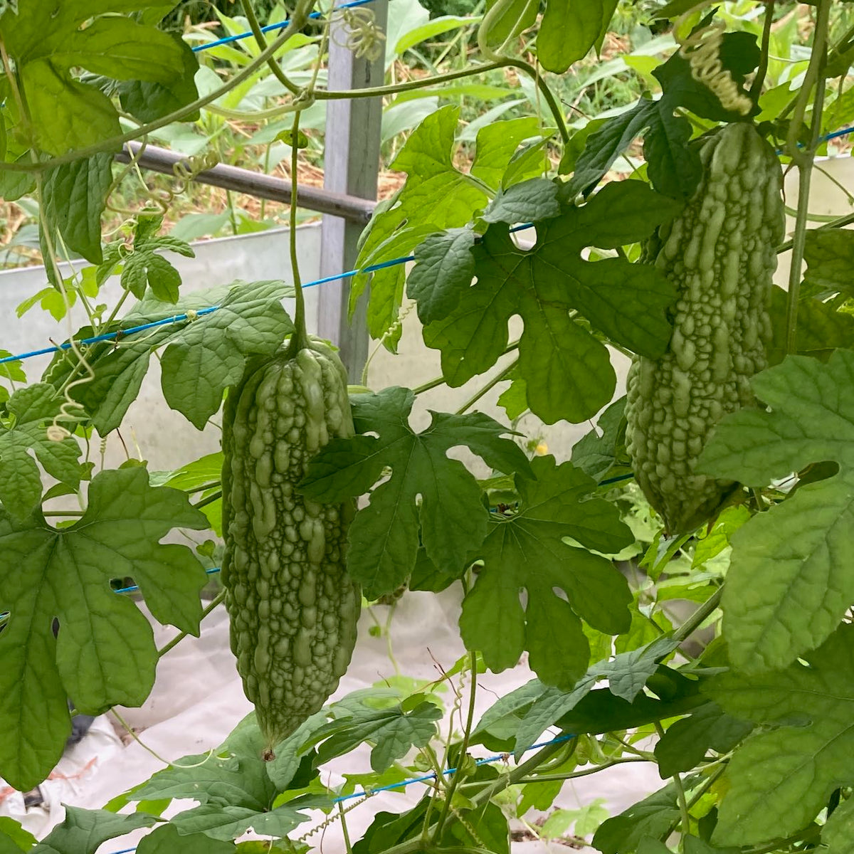 Un bouquet de Margose (Melon Amer) poussant en serre, parfait pour la cuisine caribéenne. (Tourne Sol)