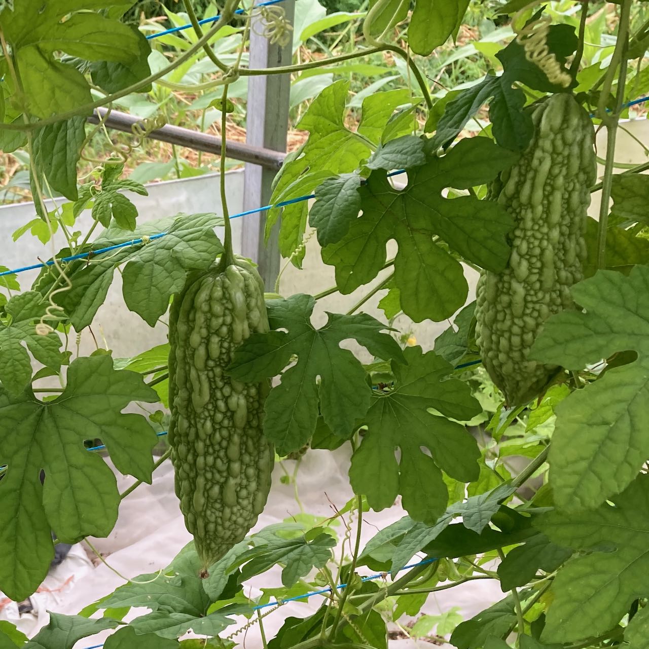 Un bouquet de Margose (Melon Amer) poussant en serre, parfait pour la cuisine caribéenne. (Tourne Sol)