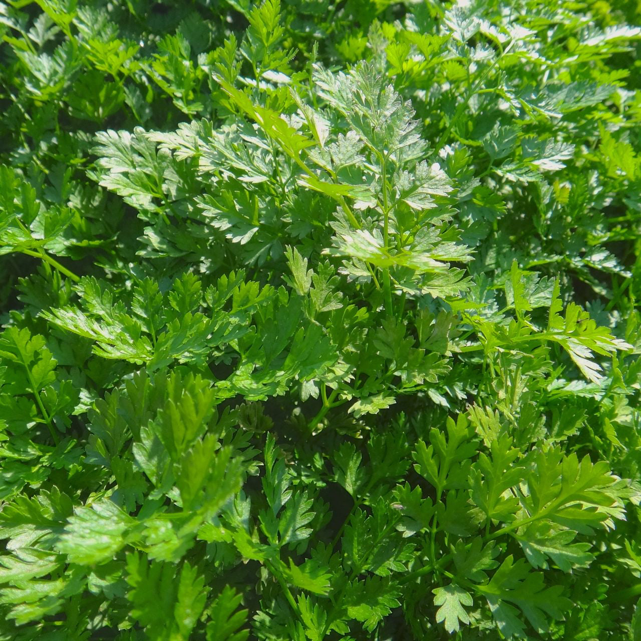 Un gros plan de feuilles de Cerfeuil dans un champ de Tourne-Sol.