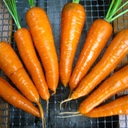 Un groupe de carottes Carotte Danvers 126 d'excellentes capacités de conservation sur grille de refroidissement, de marque Tourne-Sol.