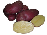 French Fingerling - seed potato / pomme de terre semence