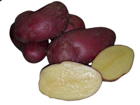 French Fingerling - seed potato / pomme de terre semence