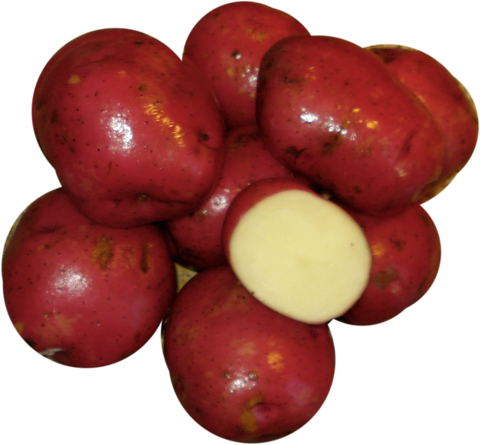 Norland - seed potato / pomme de terre semence