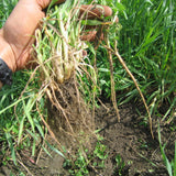 comparison of hairy roots of cereal rye (at left) and deep penetrating taproot of sweetclover (at right)